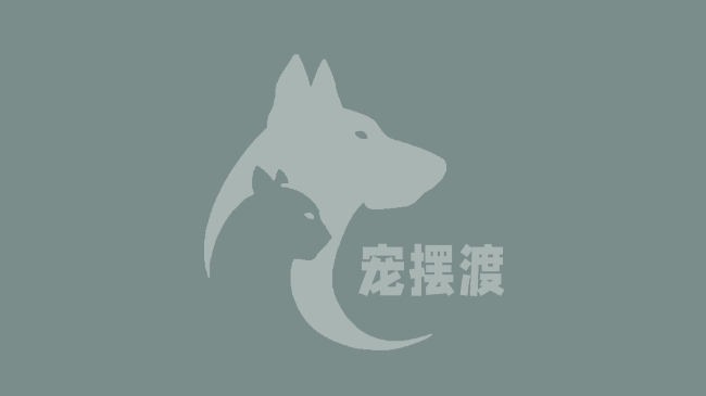 宠好运未来发展方向：科技赋能，打造全方位的宠物智能生活